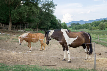 brown horse with white spots next to a small pony.