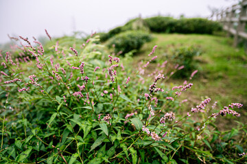 flowers in the grass