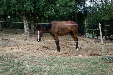 Naklejka na ściany i meble brown horse with white spots next to a small pony.