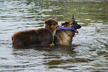 Two dogs having fun playing tug of war puller in water and spray flying in different directions. German Shepherd fighting for round toy with Australian Shepherd. Lifestyle concept Happy dog emotions.