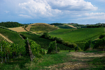 Fototapeta premium beautiful scenery of Tuscan vineyards with cypress trees