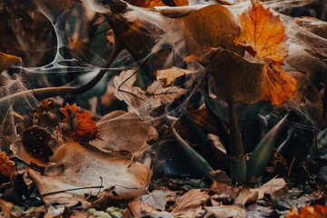 Autumn leaves covered in spider webs