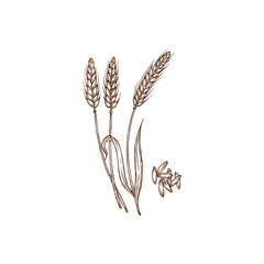 Spelt Triticum spelta dinkel or hulled wheat spike and grains isolated monochrome icon. Vector cereal crop, rye spikes, superfood bread flour ingredient. Agriculture and cultivation, organic farming - obrazy, fototapety, plakaty