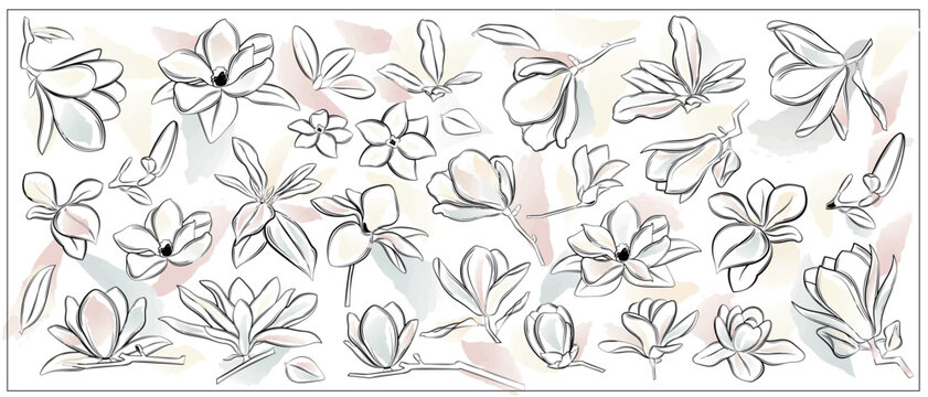 Magnolia flowers set. Vector flowers. Line art style. Watercolor background.