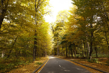 Obraz premium Winding road passing through the autumn forest. Empty forest road, littered with autumn leaves.