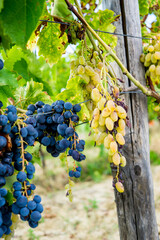 bunches of purple grape