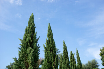 beautiful cypress trees with blue sky background