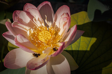 Lotus flower with bees in Boboli garden, Florence 