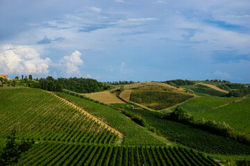 beautiful scenery of Tuscan vineyards with cypress trees