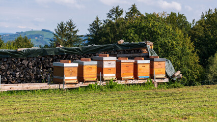 Fototapeta na wymiar Bienenbeuten vor einem Brennholzstapel