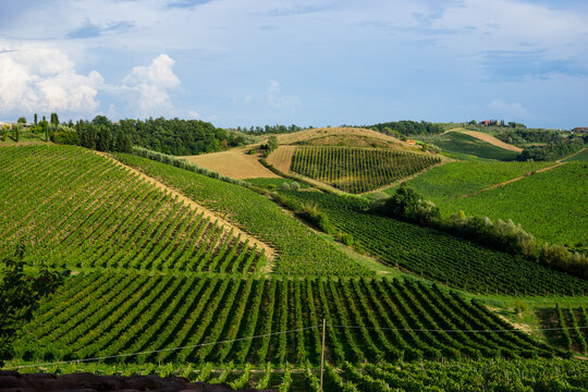 beautiful scenery of Tuscan vineyards with cypress trees