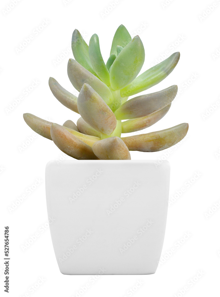 Wall mural succulent plant. png format.