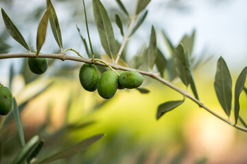 Olive branch with leaves and green olives. Olive tree close up in Tuscany, Mediterranean plants.