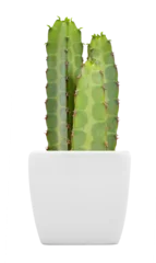 Store enrouleur tamisant sans perçage Cactus Cactus plant