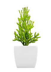 Ornamental plant on pot isolated on white. PNG format.