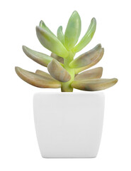 Succulent plant. PNG format.