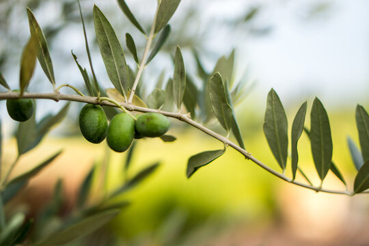 Olive branch with leaves and green olives. Olive tree close up in Tuscany, Mediterranean plants.