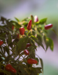 pepper plant tree with red and green seed