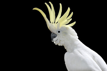 Cockatoo bird in black background