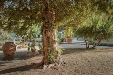 Yew tree in Boboli garden, Florence