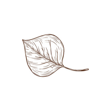 Sketch aspen leaf, vector autumn foliage, fallen tree leaf of brown color with streaks isolated on white background, hand drawn design element, natural object