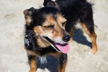 Terrier mix dog playing and swimming at the beach