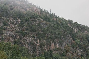 forest in the mountains