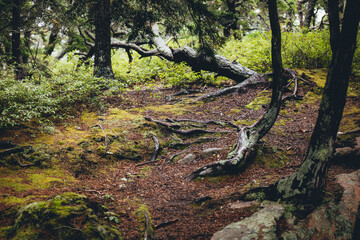 Obraz premium tree in the forest