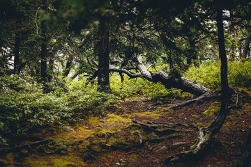 bicycle in the woods