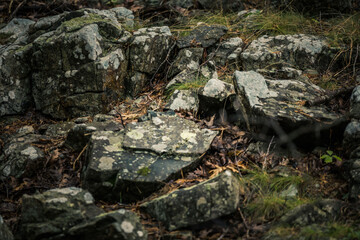 moss on rock