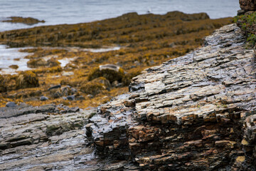 stump on the beach