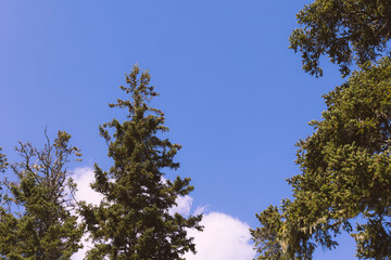 trees and sky