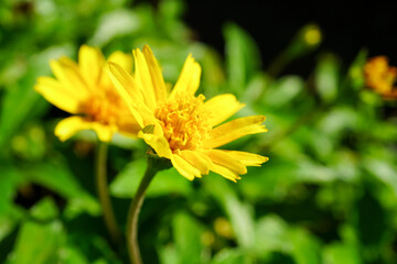 yellow flowers in the garden for the background Close-up shot of flowers in the front garden in bloom Photos to use as background images Blurred bokeh green background.
