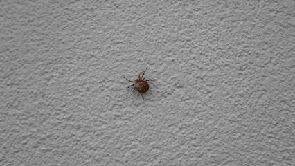 Kreuzspinne