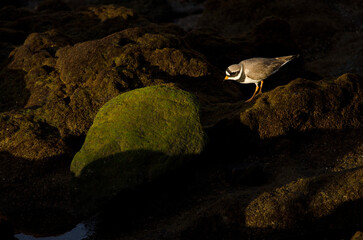 Common ringed plover Charadrius hiaticula. Arinaga Beach. Aguimes. Gran Canaria. Canary Islands. Spain.