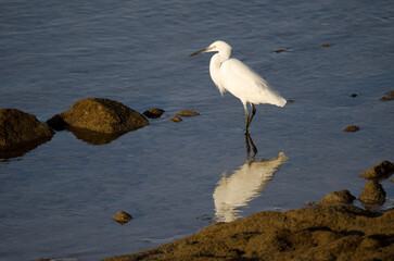Little egret Egretta garzetta in the coast. Arinaga Beach. Aguimes. Gran Canaria. Canary Islands. Spain.