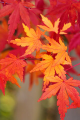 Beautiful red, yellow and orange autumn leaves