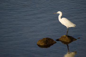 Little egret Egretta garzetta on a rock. Arinaga Beach. Aguimes. Gran Canaria. Canary Islands. Spain.