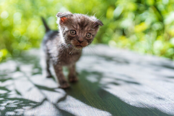 Newborn gray kitten close up. Kitten at one month old of life on nature, outdoors