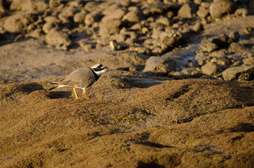 Common ringed plover Charadrius hiaticula. Arinaga Beach. Aguimes. Gran Canaria. Canary Islands. Spain.