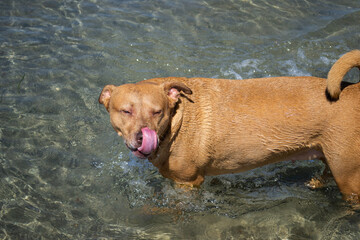Pit bull shiba inu mix playing in the sand and swimming at dog beach