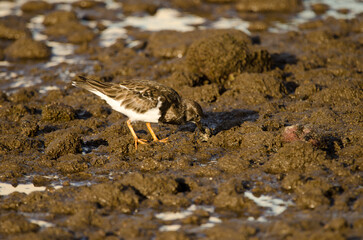 Ruddy turnstone Arenaria interpres searching for food. Arinaga Beach. Aguimes. Gran Canaria. Canary Islands. Spain.