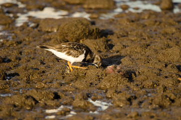 Ruddy turnstone Arenaria interpres searching for food. Arinaga Beach. Aguimes. Gran Canaria. Canary Islands. Spain.
