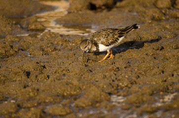 Ruddy turnstone Arenaria interpres searching for food. Arinaga Beach. Aguimes. Gran Canaria. Canary Islands. Spain.