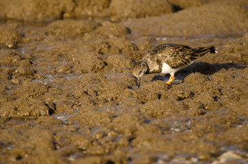 Ruddy turnstone Arenaria interpres searching for food. Arinaga Beach. Aguimes. Gran Canaria. Canary Islands. Spain.