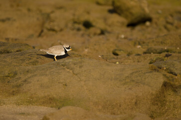 Common ringed plover Charadrius hiaticula. Arinaga Beach. Aguimes. Gran Canaria. Canary Islands. Spain.