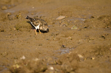 Ruddy turnstone Arenaria interpres searching for food. Arinaga Beach. Aguimes. Gran Canaria. Canary Islands. Spain.