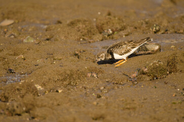 Ruddy turnstone Arenaria interpres searching for food. Arinaga Beach. Aguimes. Gran Canaria. Canary Islands. Spain.