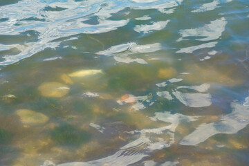 Fototapeta na wymiar The surface of the sea with shiny fish in troubled water in shallow water.