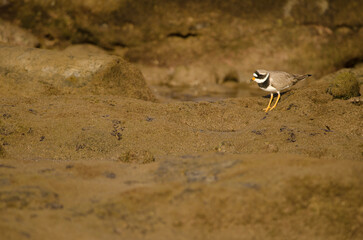 Common ringed plover Charadrius hiaticula. Arinaga Beach. Aguimes. Gran Canaria. Canary Islands. Spain.